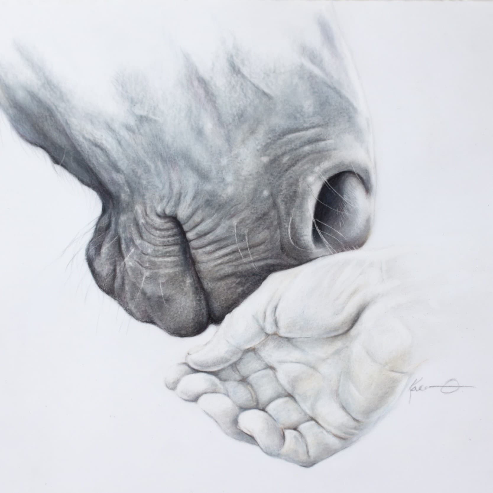 A drawing of a horse nuzzling a human hand by Karen Osborne Windsong Horses